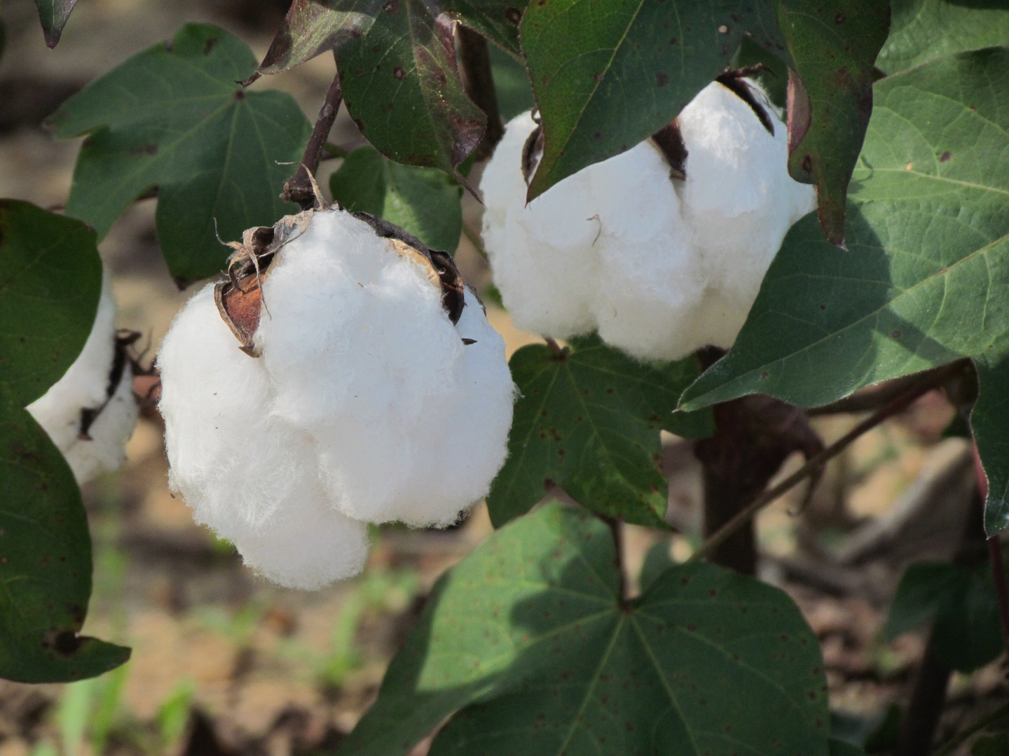 Cotton