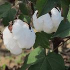 Cotton