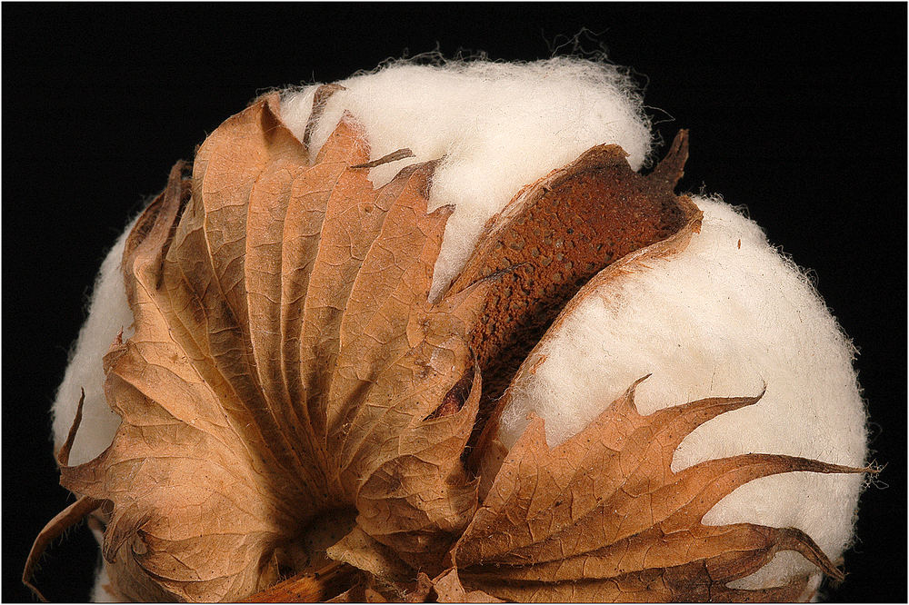 Cotton