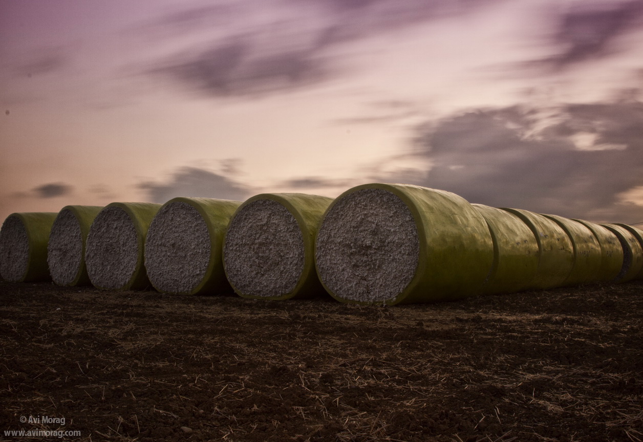 Cotton Bales