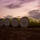 Cotton Bales