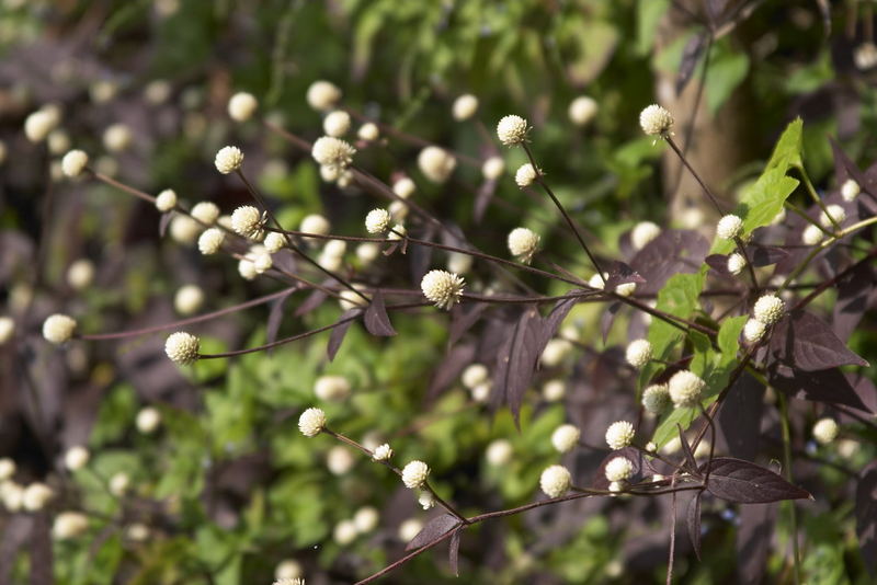 Cotton Balls