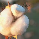 Cotton