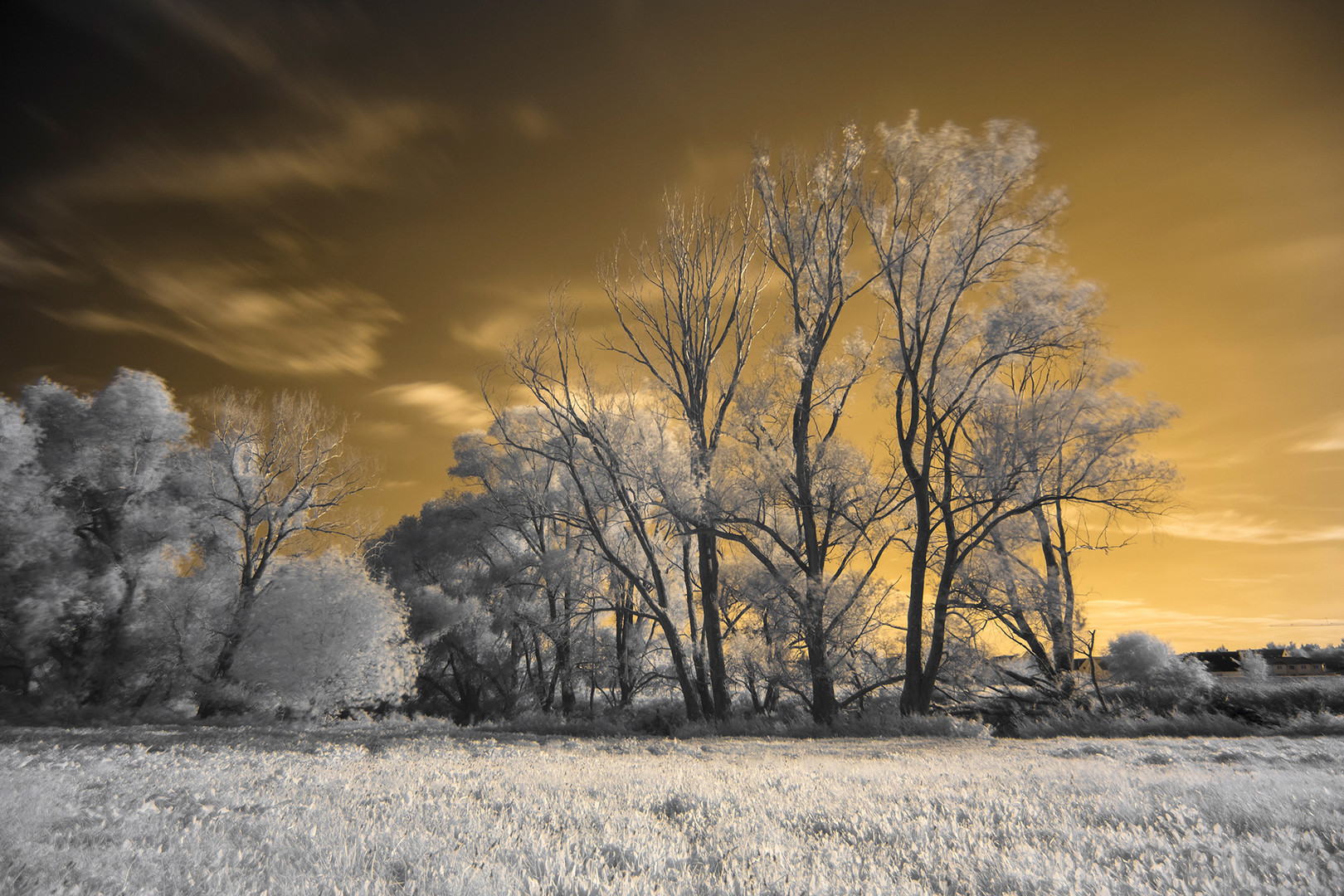 cotton candy trees