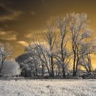 cotton candy trees