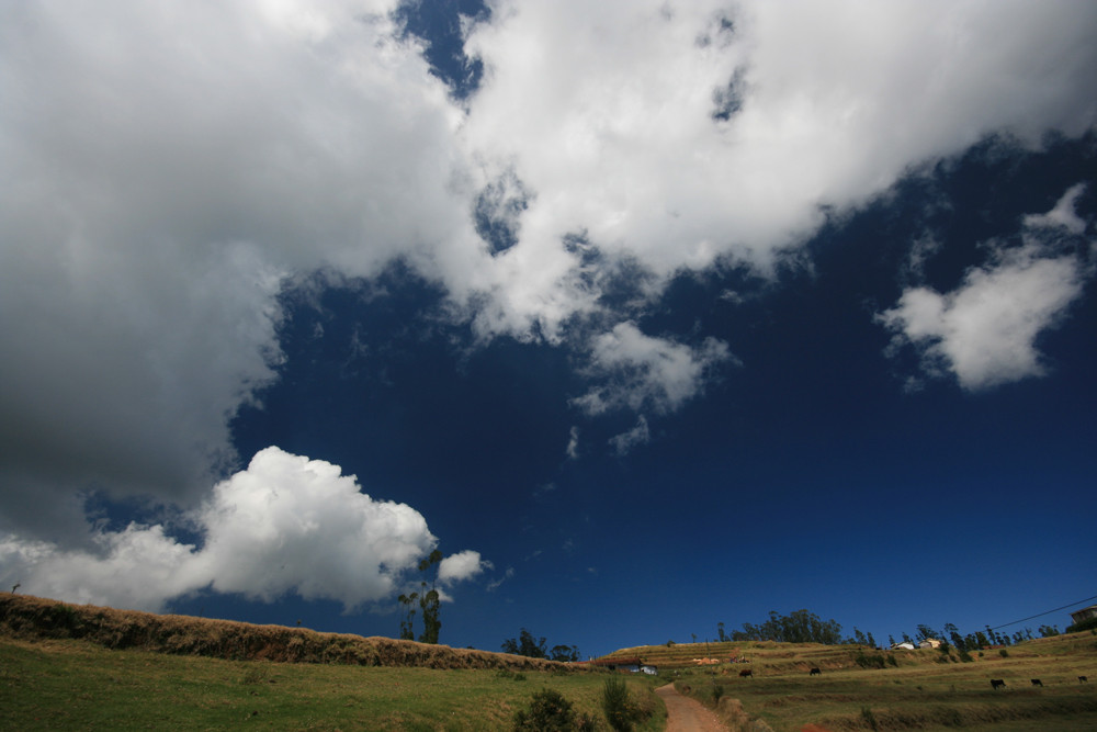 COTTON FIELD IN THE SKY