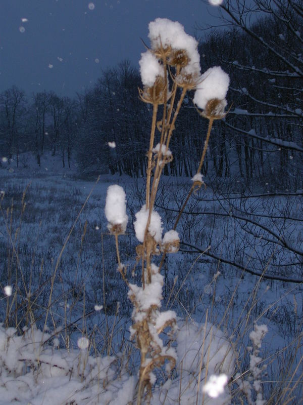 "Cotton Flowers" - Bulgaria, Winter 2007