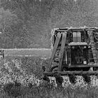 Cotton Harvest