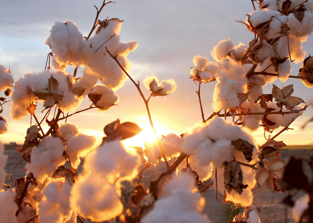 Cotton plant in the sunset