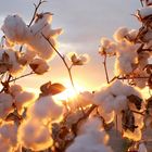 Cotton plant in the sunset