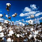 Cotton Plantation