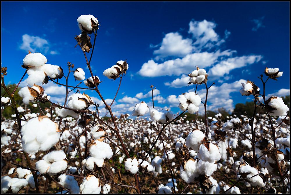 Cotton Plantation