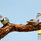 Cotton Pygmy-goose ( Cotton Teal). ( Nettapus coromandelianus)