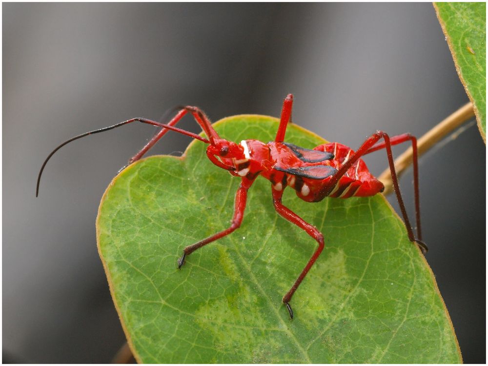 Cotton stainer / Baumwollwanze