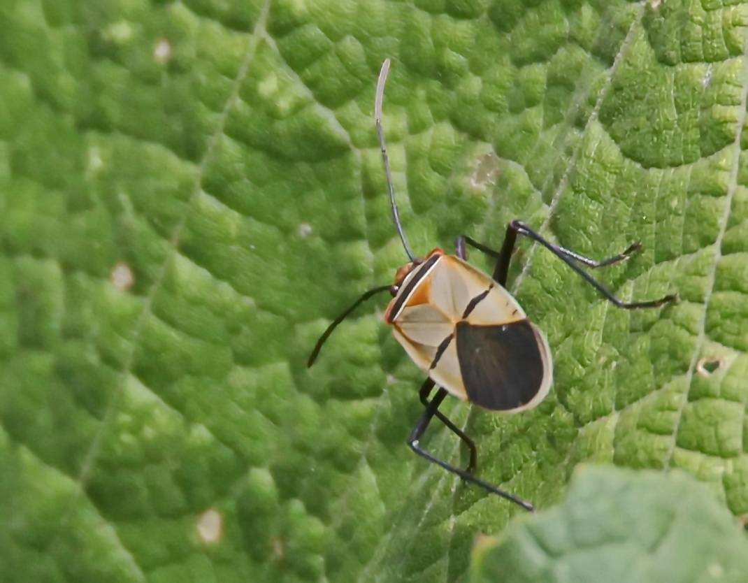 Cotton stainer bug