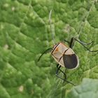 Cotton stainer bug