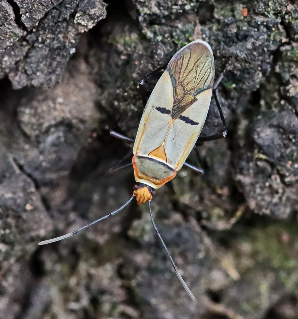 Cotton stainer,Dysdercus voelkeri