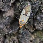 Cotton stainer,Dysdercus voelkeri