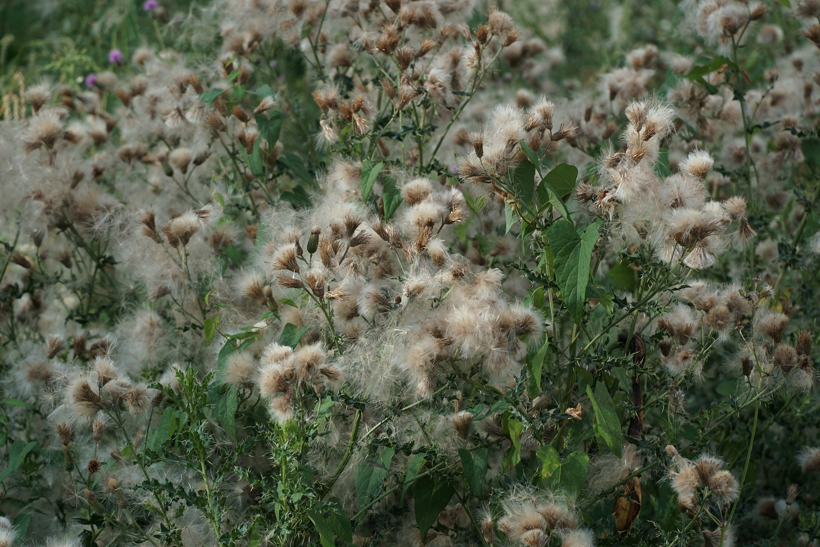 Cottonfields