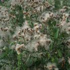 Cottonfields