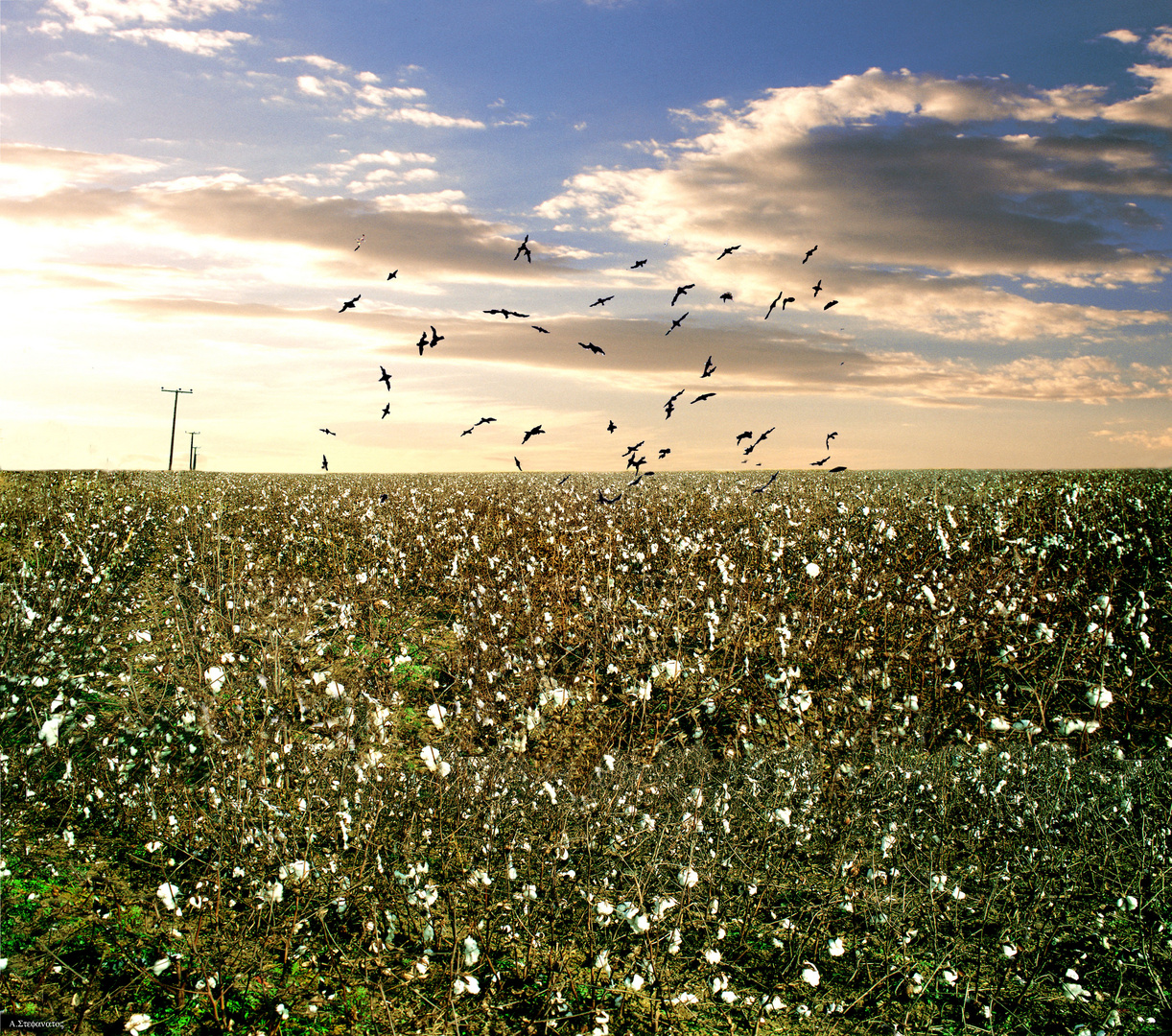 Cottonfields,,