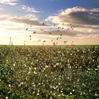 Cottonfields,,