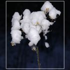 ..Cottonflower