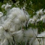 Cottongrass