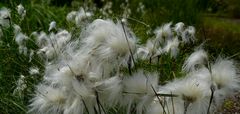 Cottongrass