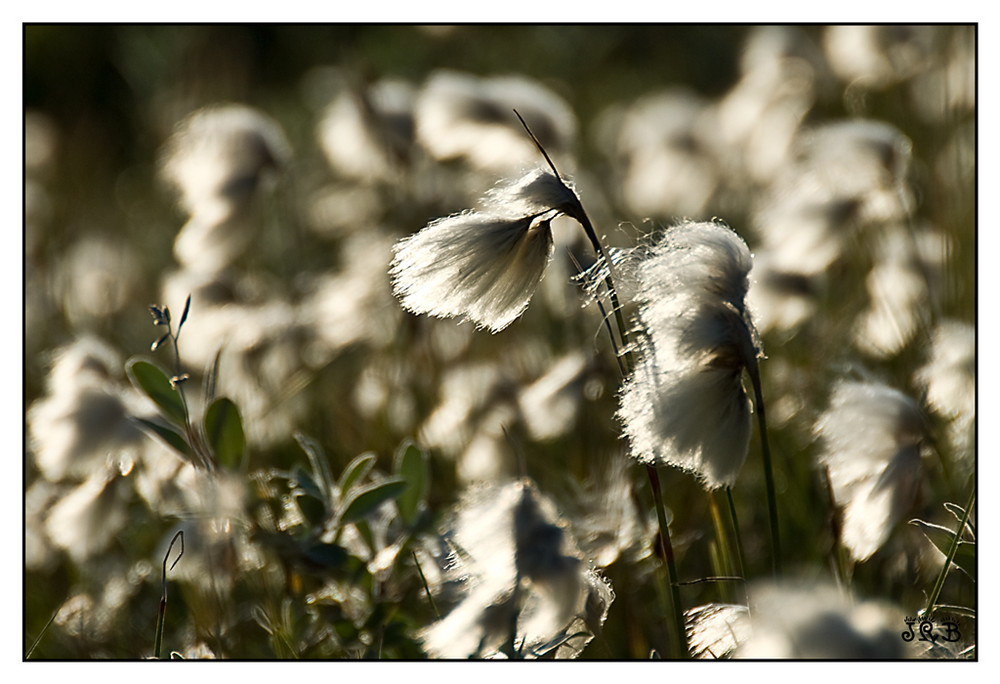 Cottongrass (Eriophorum)
