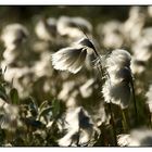 Cottongrass (Eriophorum)