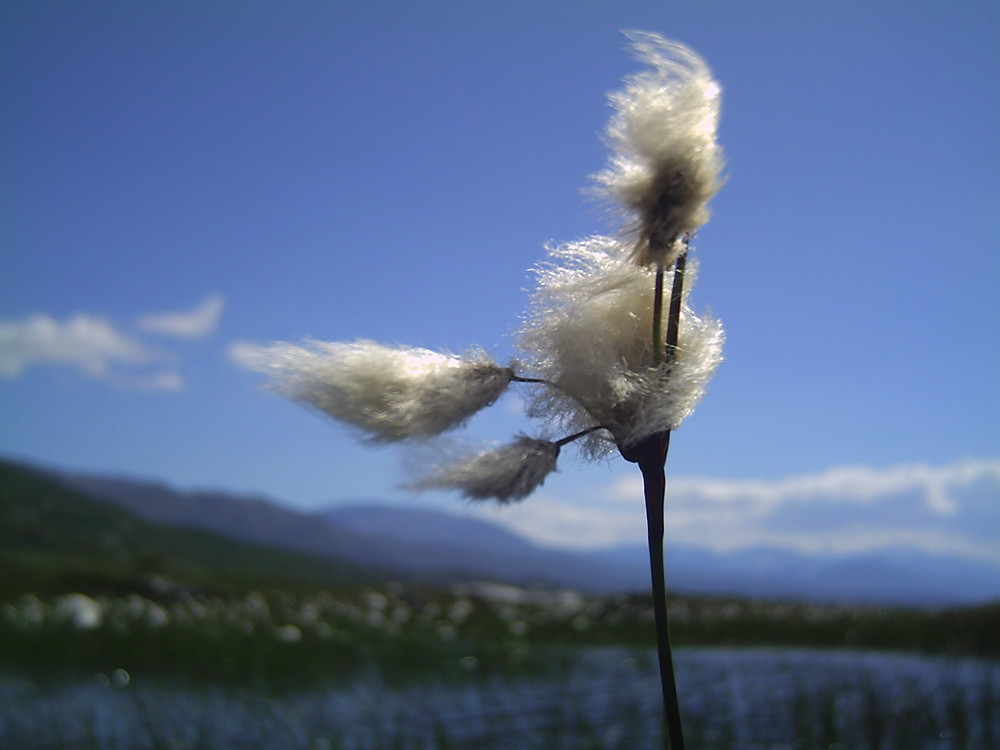 CottonGrass (Eriophorum angustifolium), Norge Aug´07