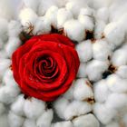 Cottonrose