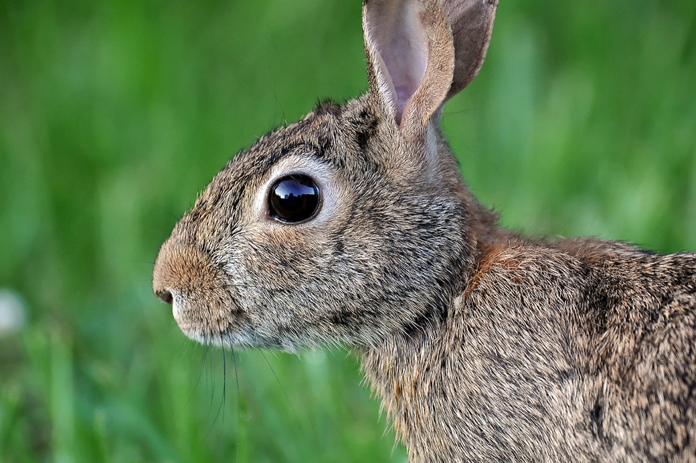 Cottontail