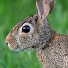 Cottontail