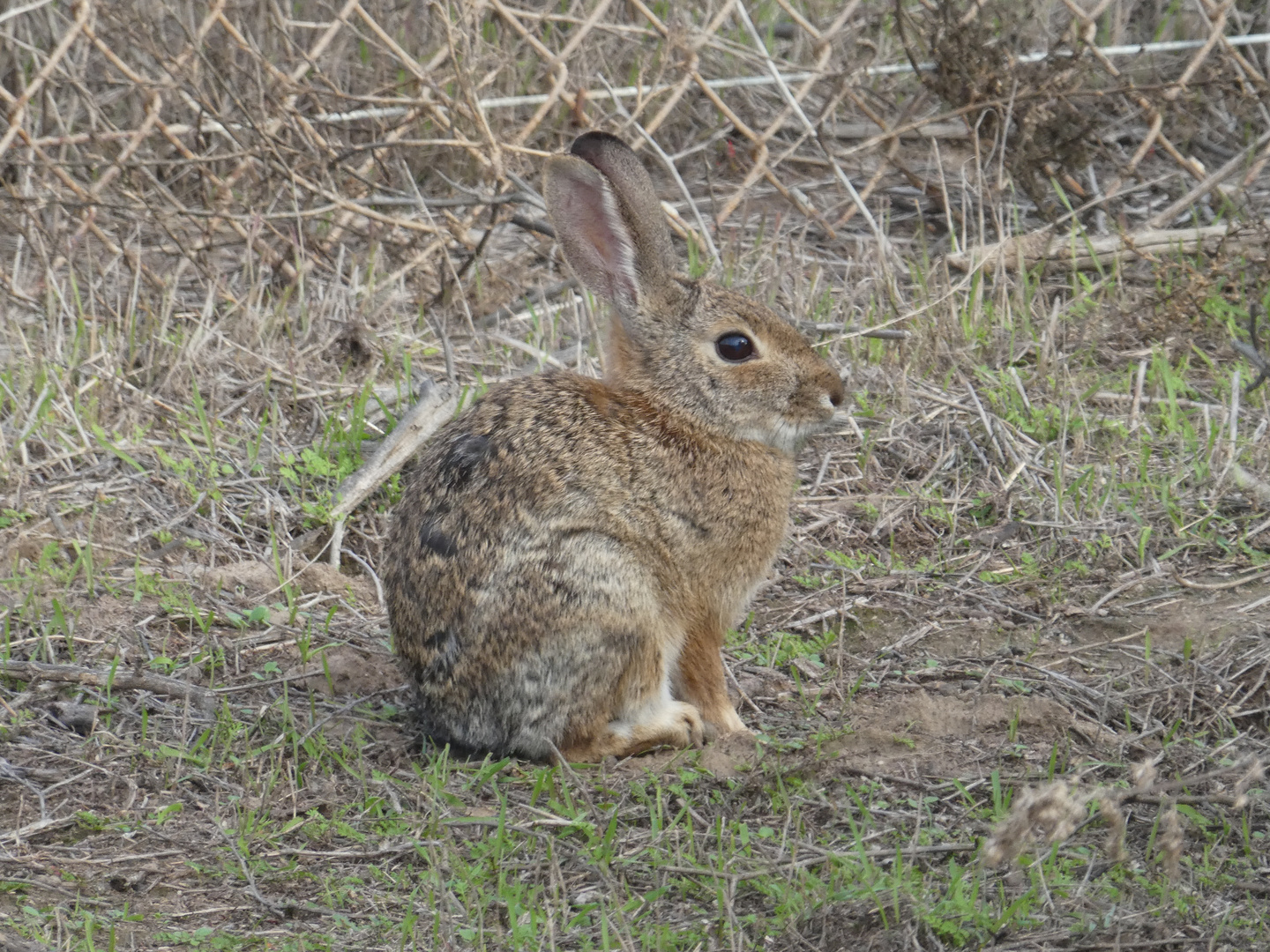 Cottontail Rabbit