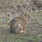 Cottontail Rabbit