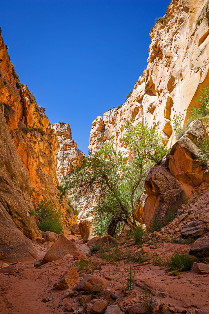 Cottonwood Canyon Trail