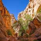 Cottonwood Canyon Trail