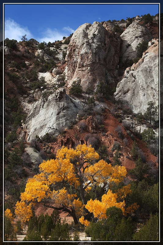 Cottonwood Tree im Herbstgewand