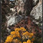 Cottonwood Tree im Herbstgewand