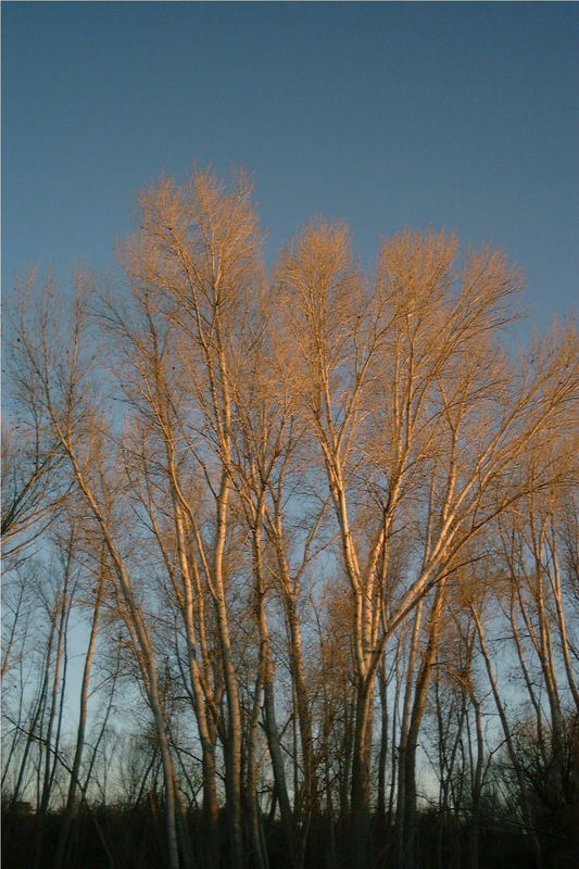 Cottonwood trees at sunset