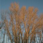 Cottonwood trees at sunset