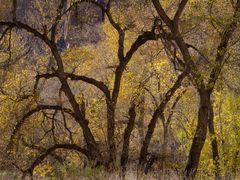 Cottonwoods im Tal des Virgin Rivers