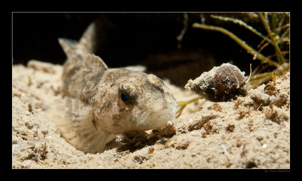 - COTTUS GOBIO -