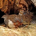 Coturnix coturnix