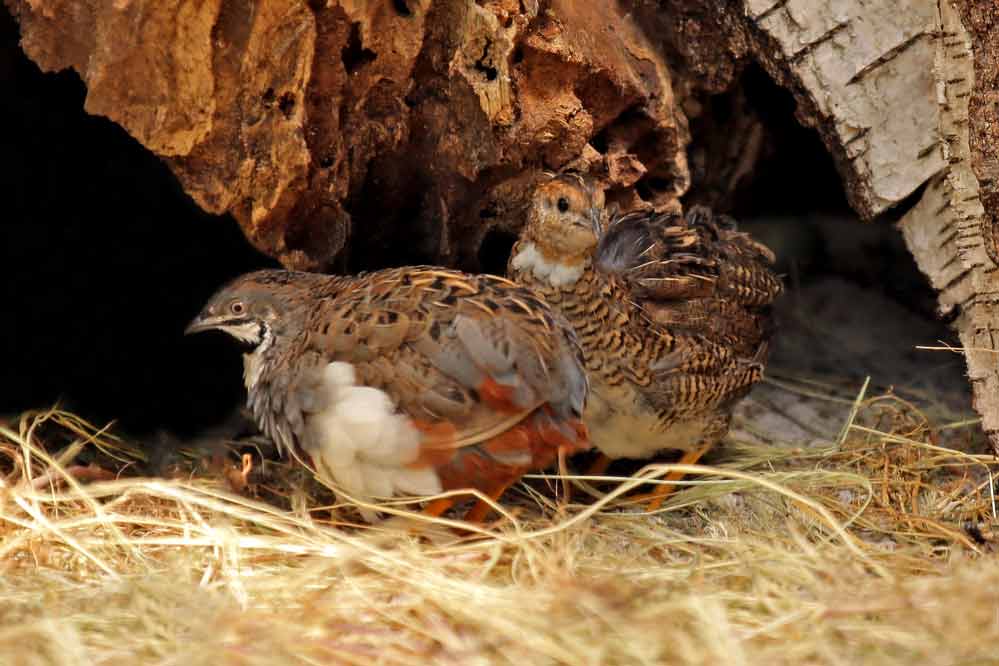 Coturnix coturnix