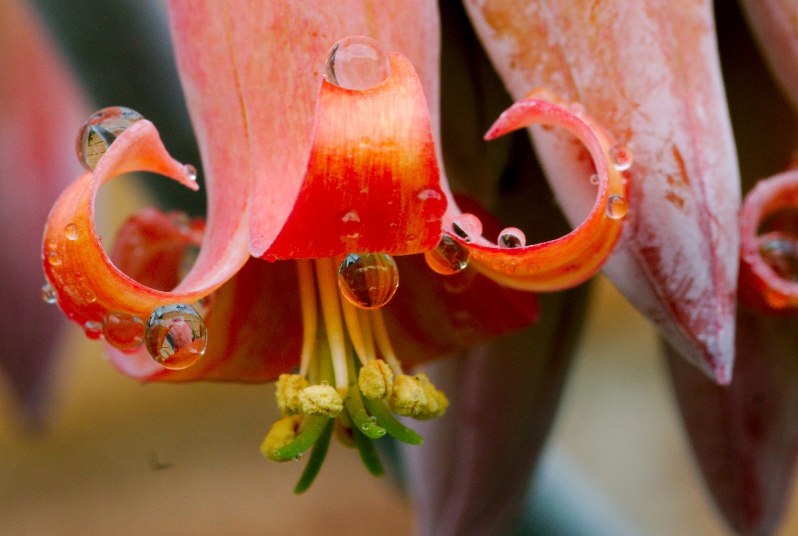 Cotyledon orbiculata also happy about the rain