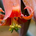 Cotyledon orbiculata also happy about the rain