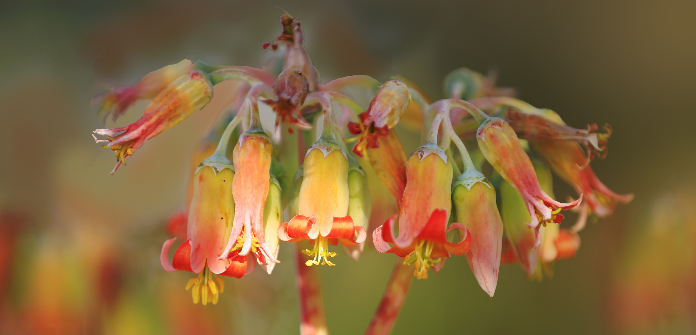 cotyledon orbiculata ~ pigs ears